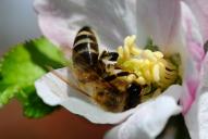 Apis mellifera