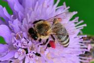 Apis mellifera