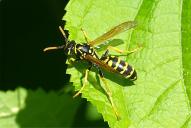 Polistes dominula
