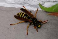 Polistes dominula(♀)