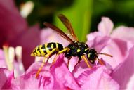 Polistes dominula