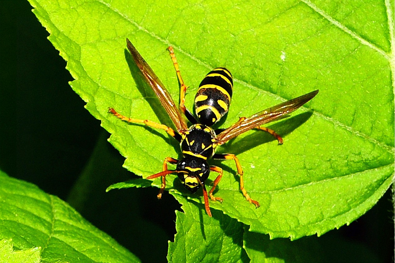 Polistes dominula(♀)