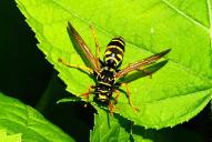 Polistes dominula