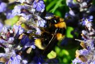 Bombus barbutellus