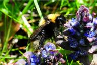 Bombus barbutellus