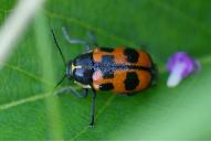 Cryptocephalus quinquepunctatus