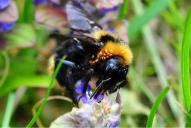 Bombus barbutellus