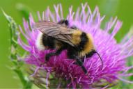 Bombus barbutellus