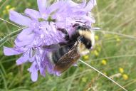 Bombus barbutellus