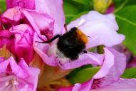 Bombus hypnorum