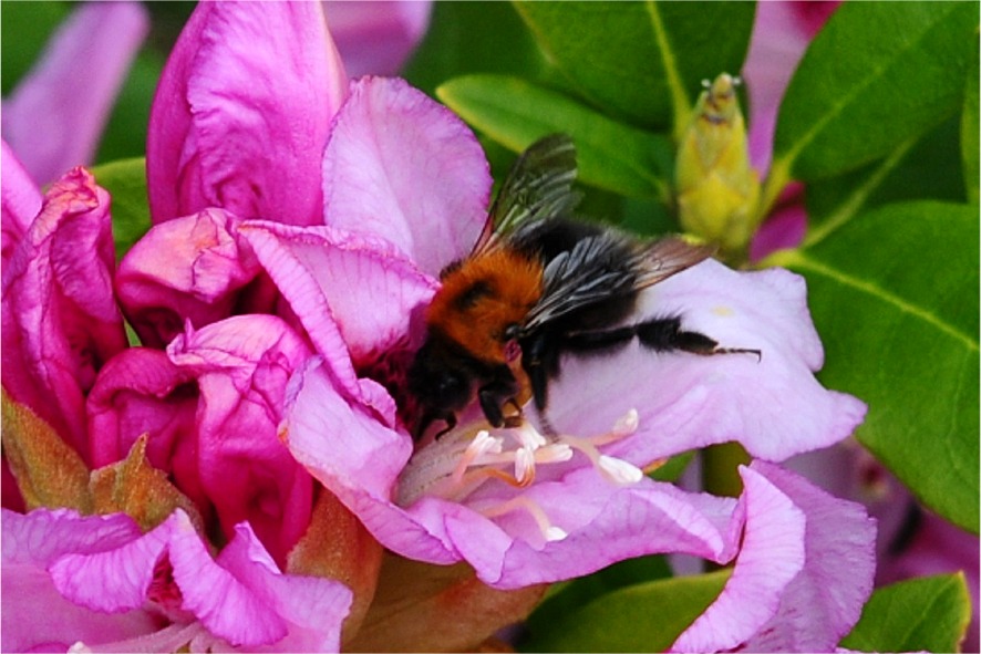 Bombus hypnorum