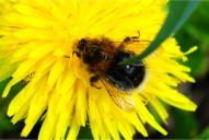 Bombus hypnorum
