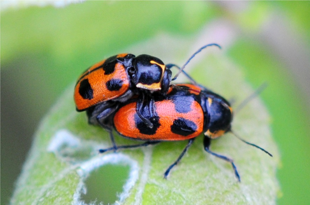 Cryptocephalus quinquepunctatus