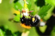 Bombus hypnorum