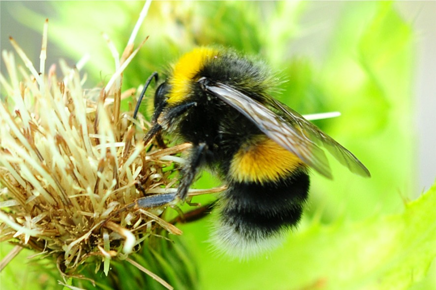 Bombus lucorum