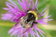 Bombus lucorum