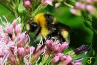 Bombus lucorum