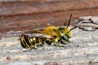 Osmia gallarum