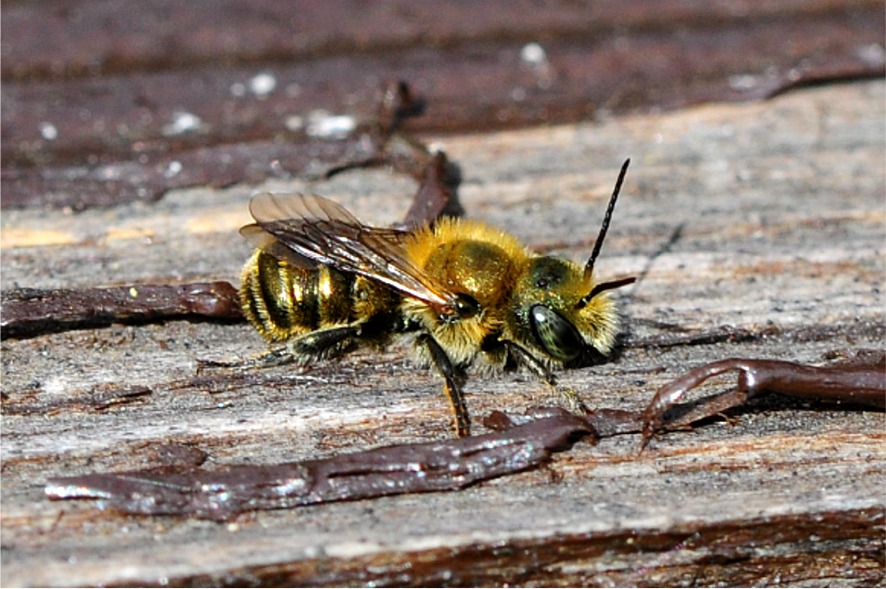 Osmia gallarum