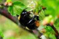 Bombus pratorum