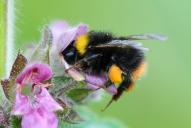 Bombus pratorum