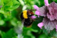 Bombus pratorum
