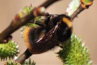 Bombus pratorum