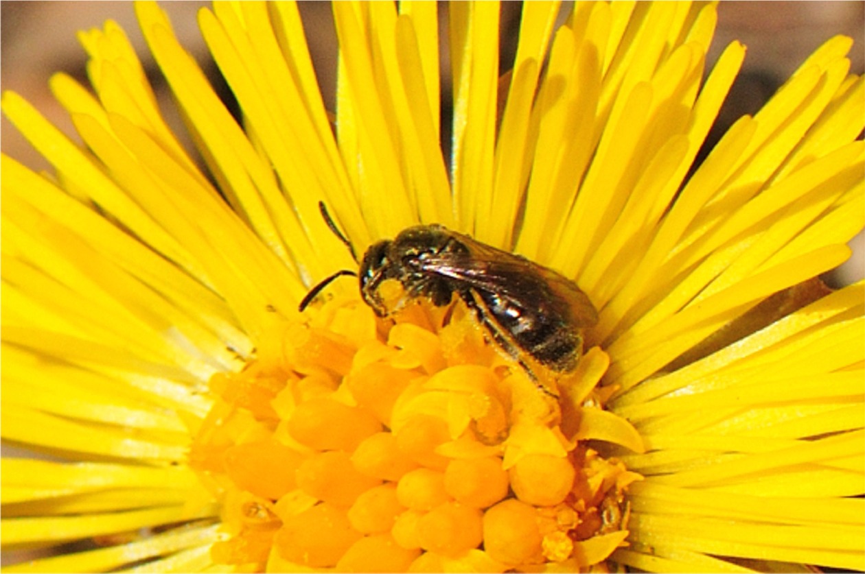 Lasioglossum morio