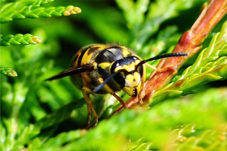 Vespula germanica