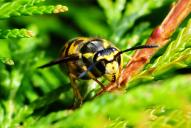 Vespula germanica