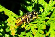 Vespula germanica