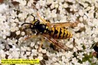 Vespula germanica