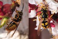 Vespula germanica