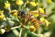 Vespula germanica