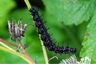 Inachis (Nymphalis) io