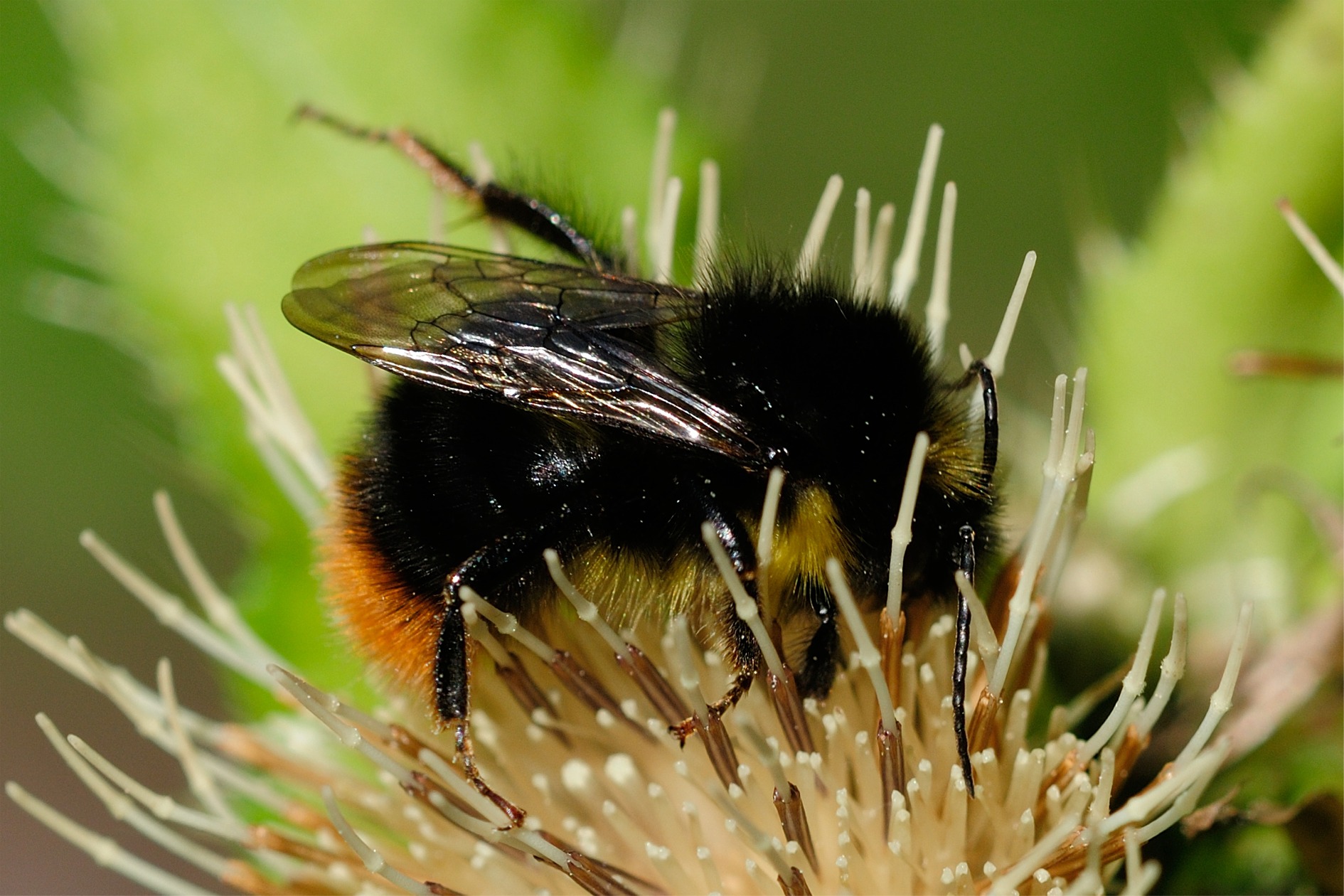 Bombus soroeensis(♂)