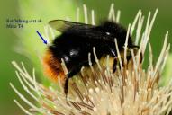Bombus soroeensis(♂)