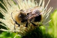 Bombus soroeensis(♂; aberrante, helle Form)