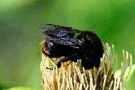 Bombus soroeensis(♂)
