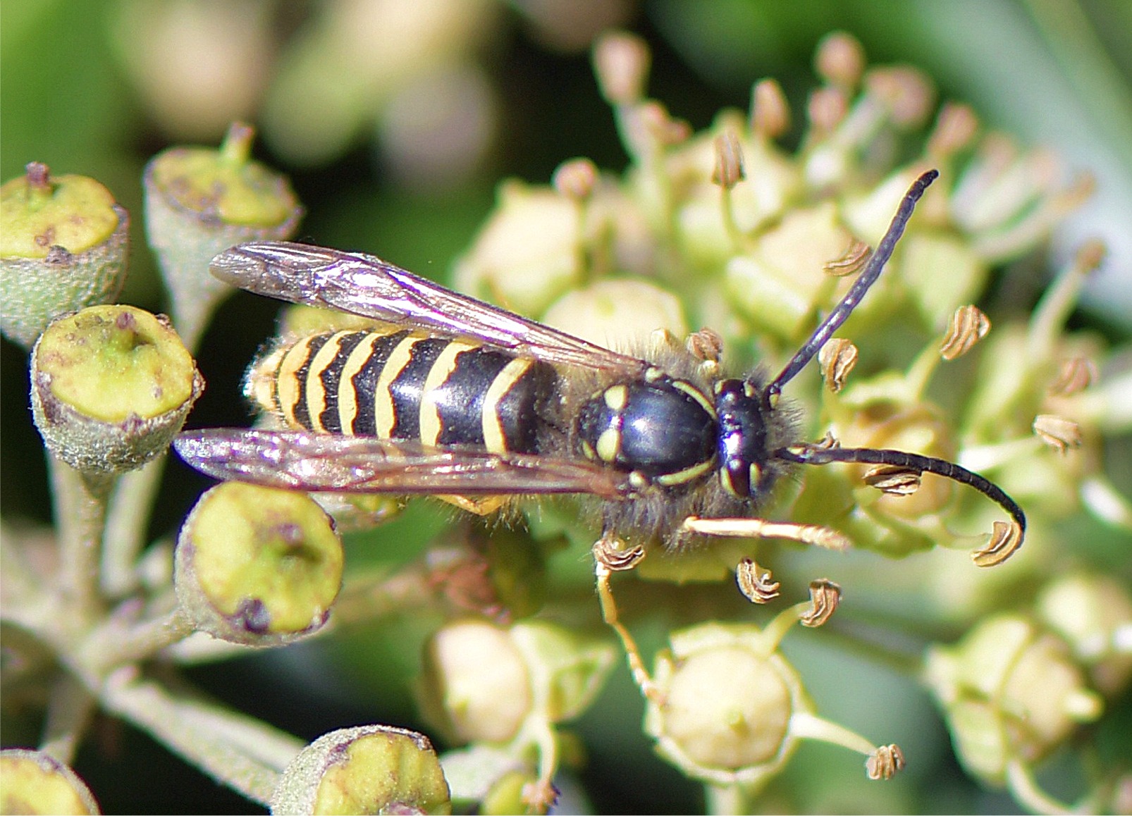 Vespula vulgaris