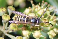 Vespula vulgaris