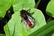 Osmia cornuta