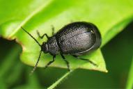 Coleoptera