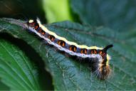 Acronicta psi (Raupe)