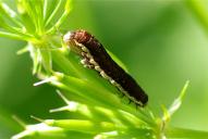 Orthosia opima (Raupe)