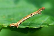 Ectropis crepuscularia (Raupe)