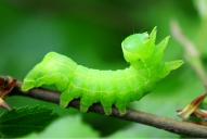 Asteroscopus sphinx (Raupe)