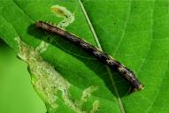 Xanthorhoe birivata (Raupe)