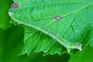 Mesoleuca albicillata (Raupe)