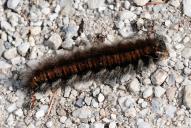 Macrothylacia rubi (Raupe)